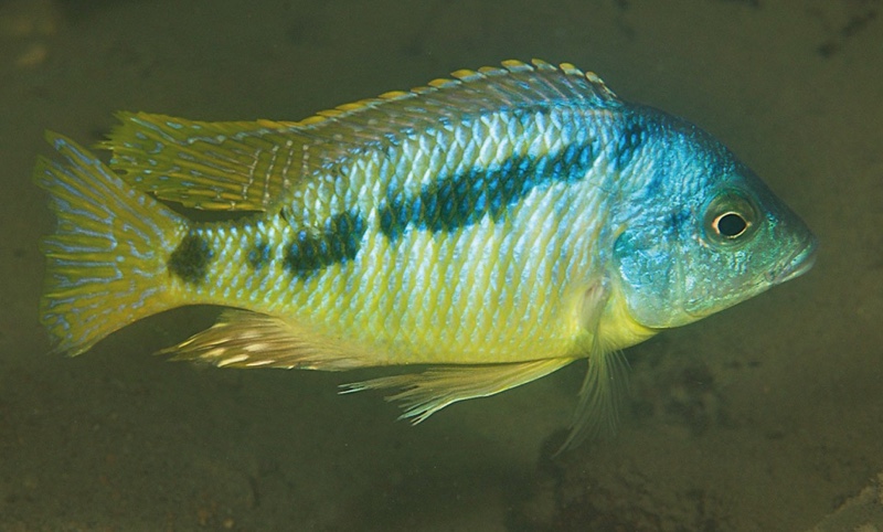 Mylochromis sp. 'incola mumbo' Boadzulu Island